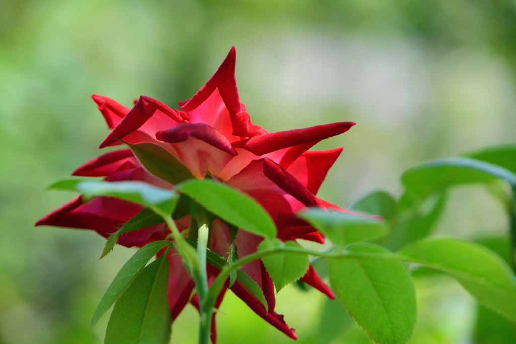 薔薇　かがやき