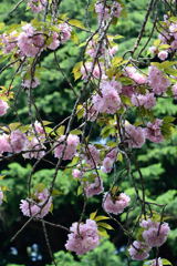 桜　関山
