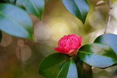 椿　紅卜半　３