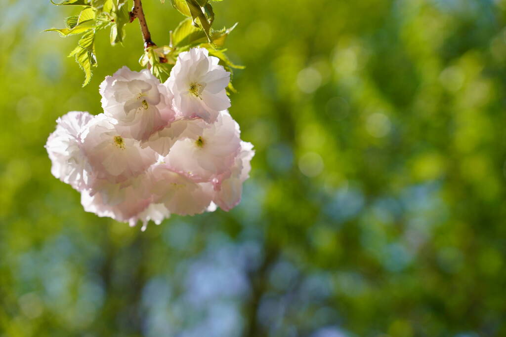 桜　一葉