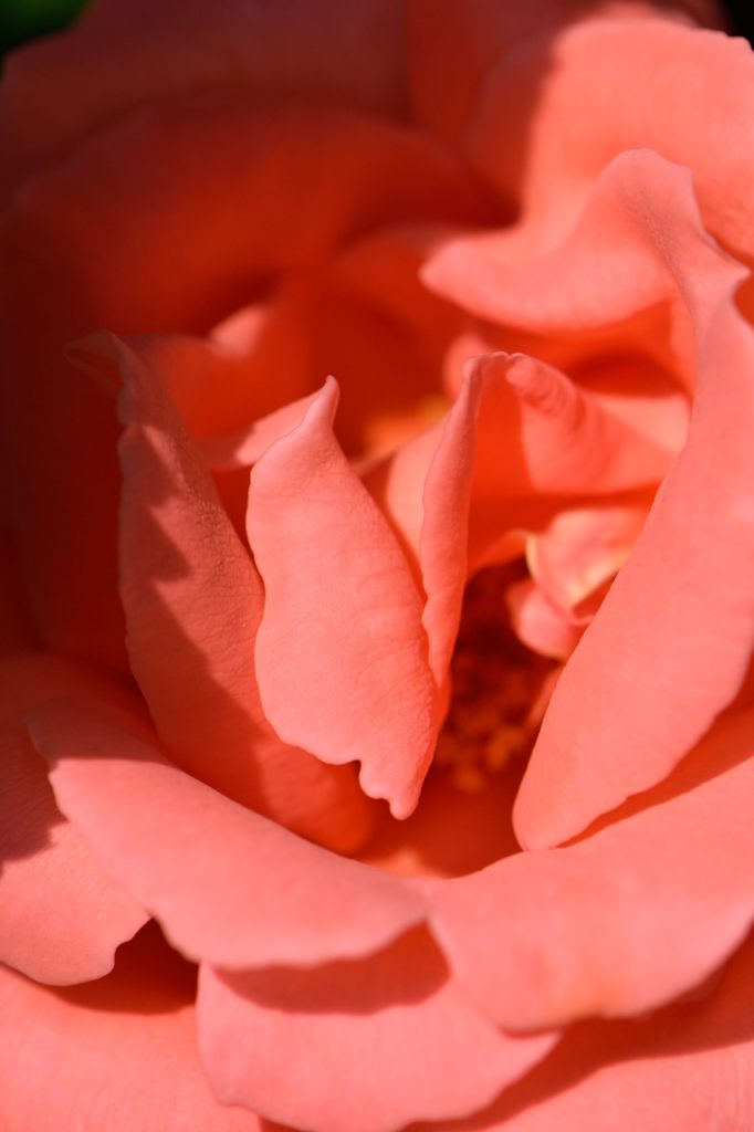 春薔薇の思い出18 カトリーヌドゥヌーブ