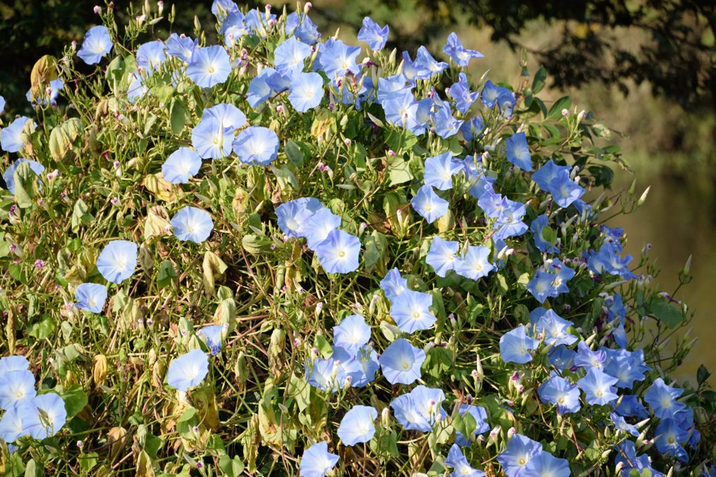 散歩deブルマン