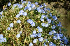 散歩deブルマン