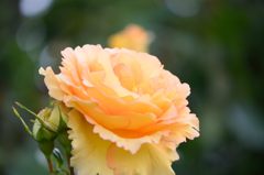 春薔薇の思い出20 