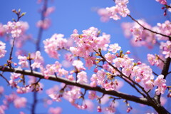 河津桜　４