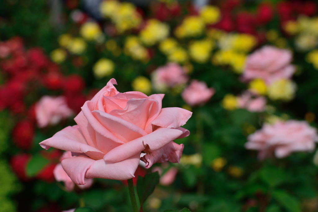 薔薇　女神