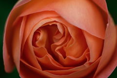 薔薇　レディ　エマハミルトン