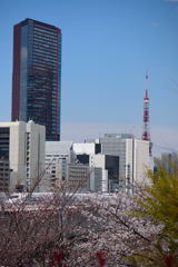 桜　新幹線　東京タワー