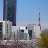 桜　新幹線　東京タワー