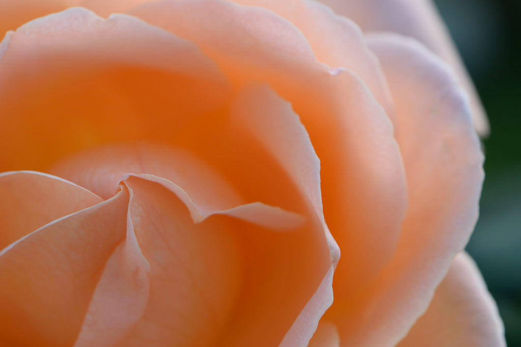 秋薔薇　夢