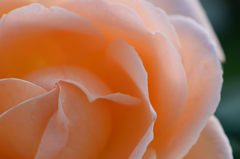 秋薔薇　夢