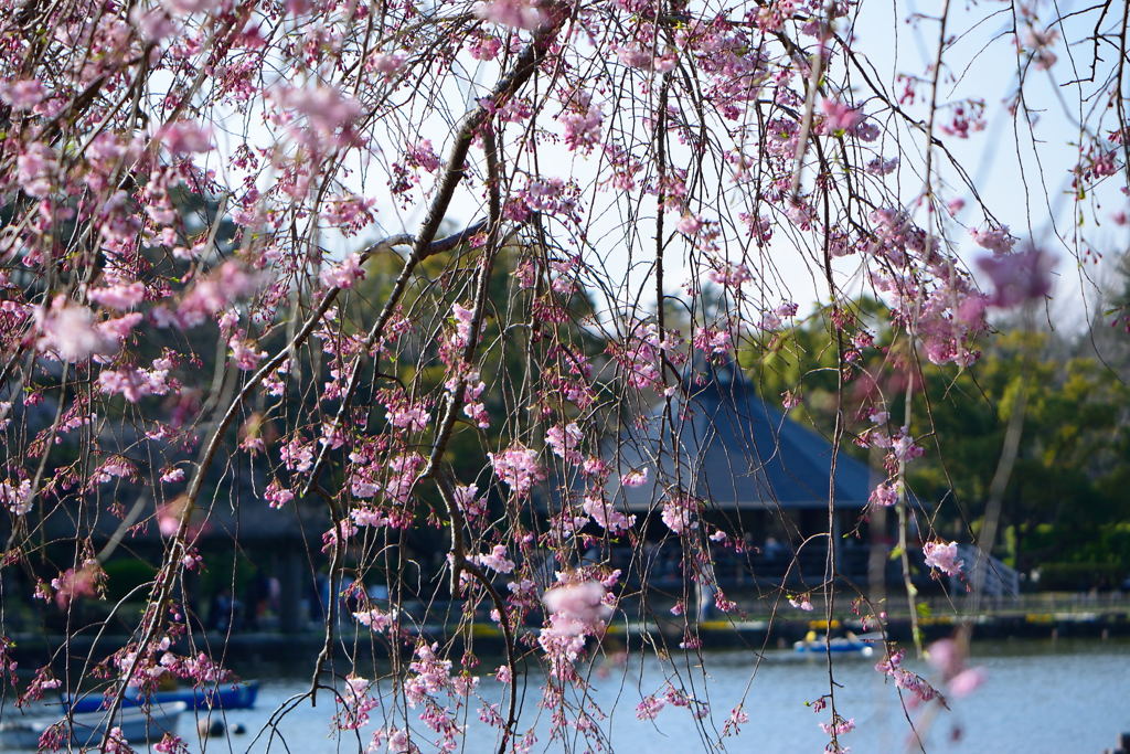 千葉公園　枝垂れ桜