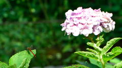 赤トンボと紫陽花