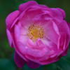 薔薇　りくほたるなの？