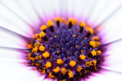 オステオスペルマム　花芯