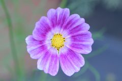 秋桜　ハッピーリング