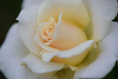 薔薇　白