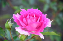 薔薇　シェエラザード