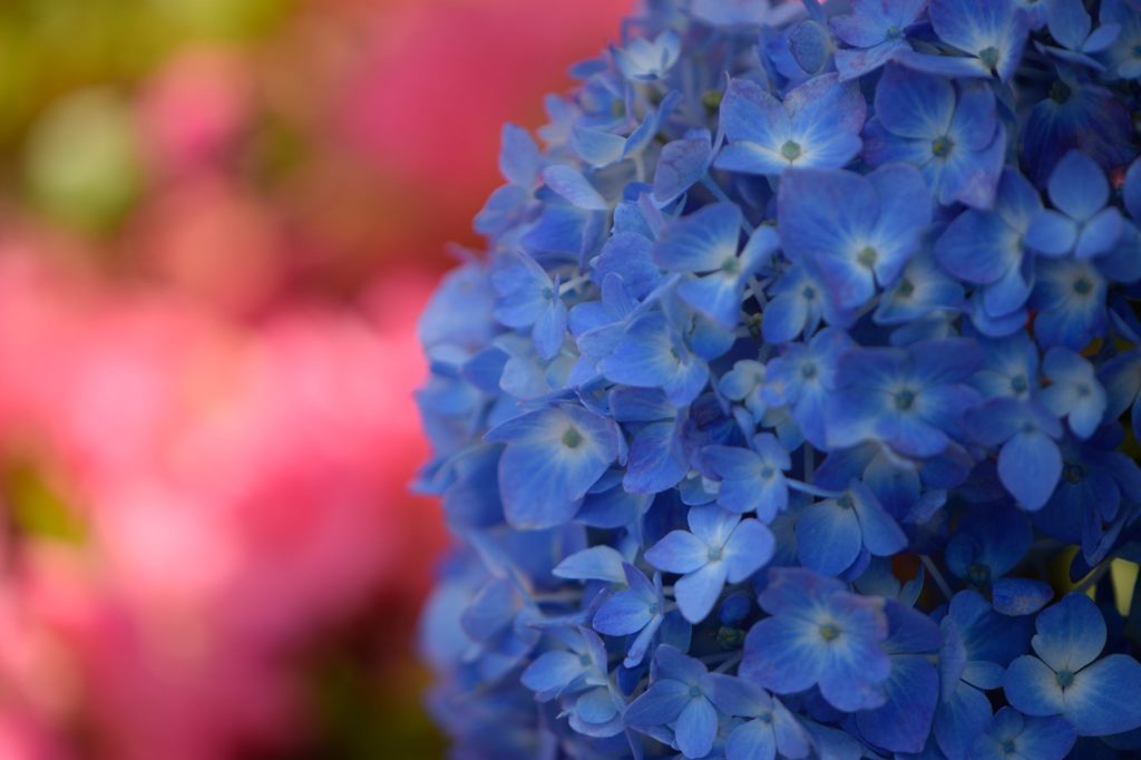 紫陽花　次の主役は私