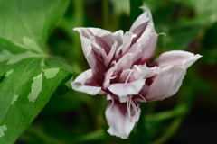 朝顔　青斑入笹葉　茶覆輪車絞切咲牡丹