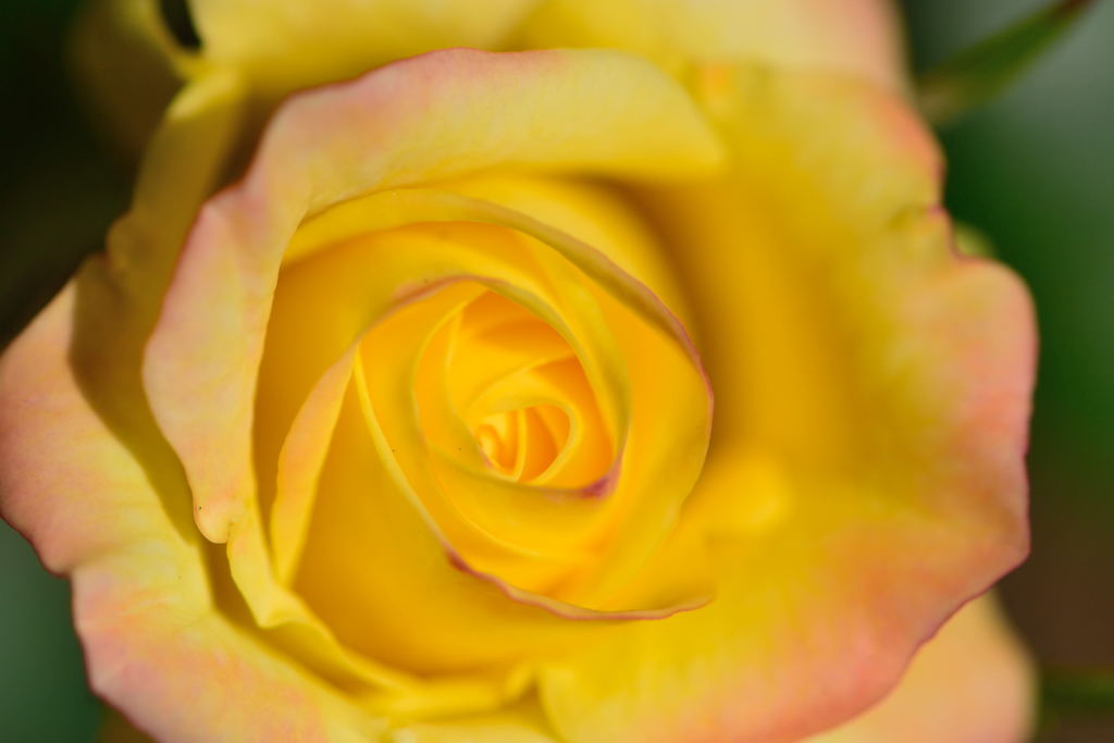 薔薇　イエロー　メイアンディナ