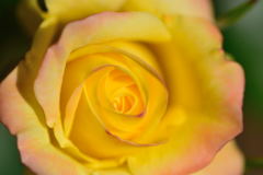 薔薇　イエロー　メイアンディナ