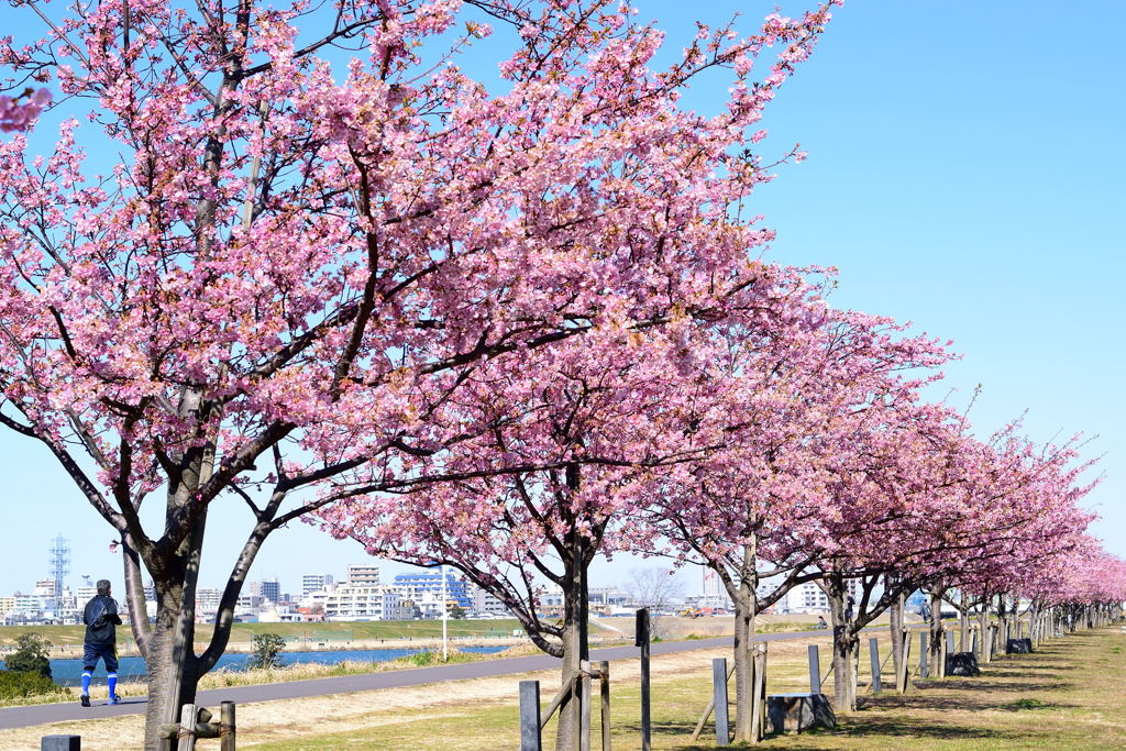 河津桜並木