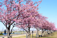 河津桜並木