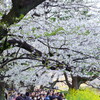 千鳥ヶ淵　２