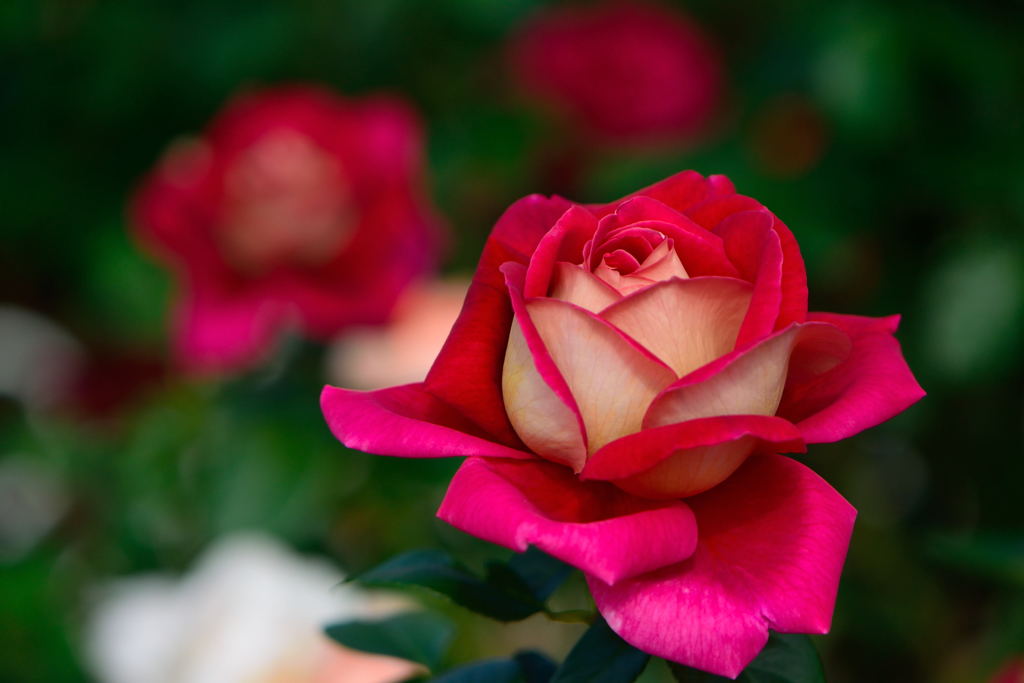 薔薇　希望