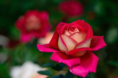 薔薇　希望