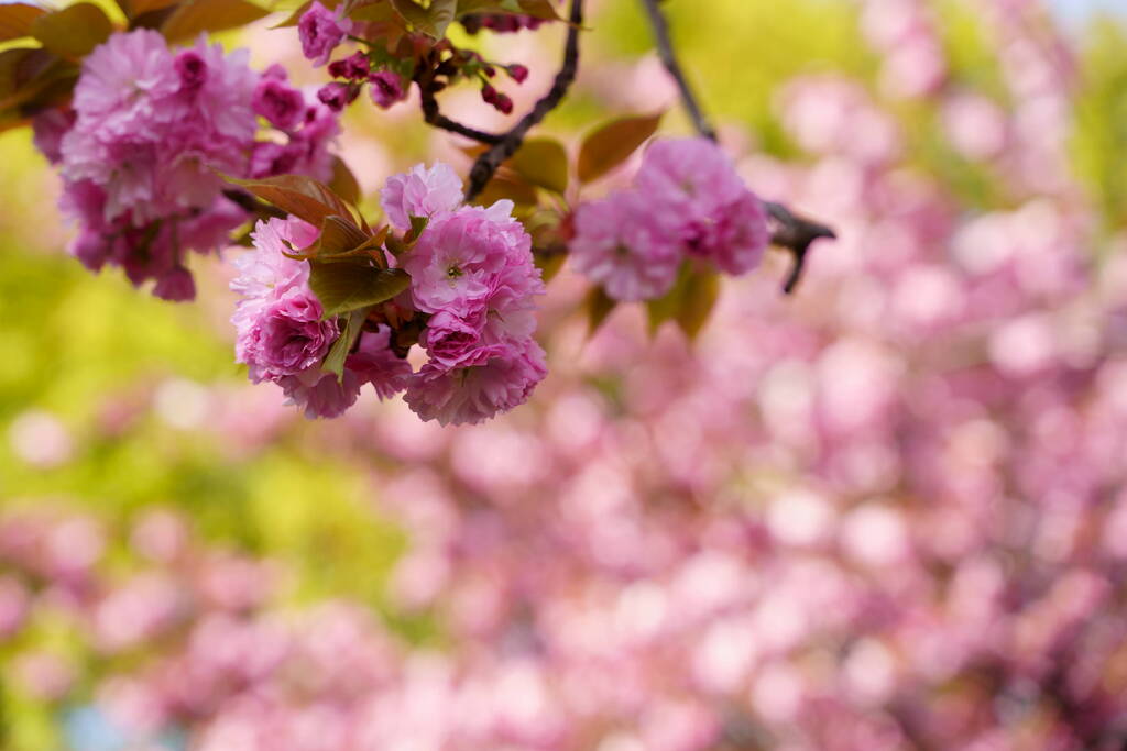 桜　関山　６