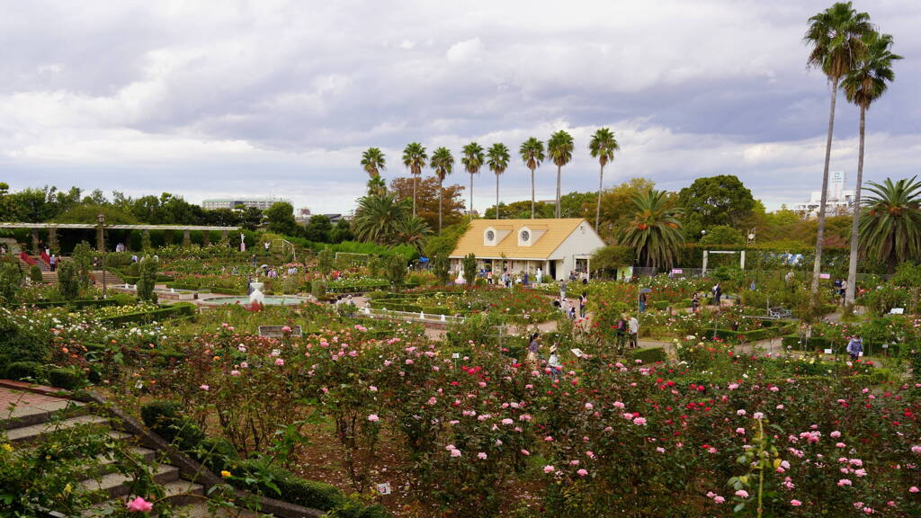 谷津バラ園　全景