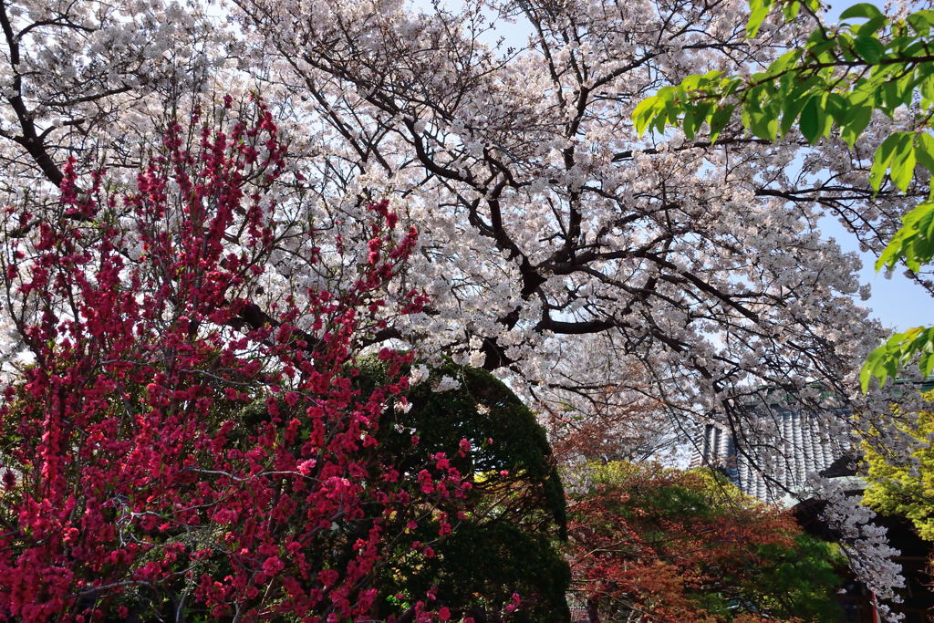 智泉院