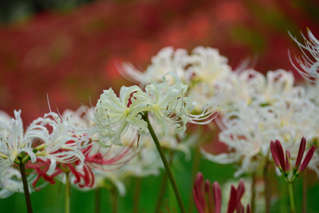 権現堂　彼岸花　９