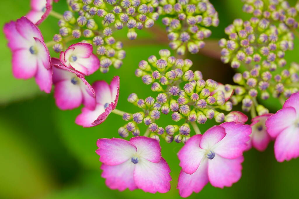 額紫陽花
