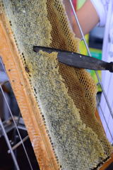 ハチの巣を食べてみませんか？