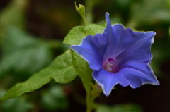 朝顔が咲きました１