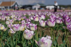 チューリップ　シャーリーダブル