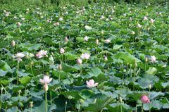 山元町の蓮池リベンジ２