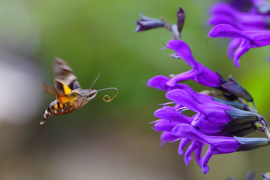 ホシホウジャク　３