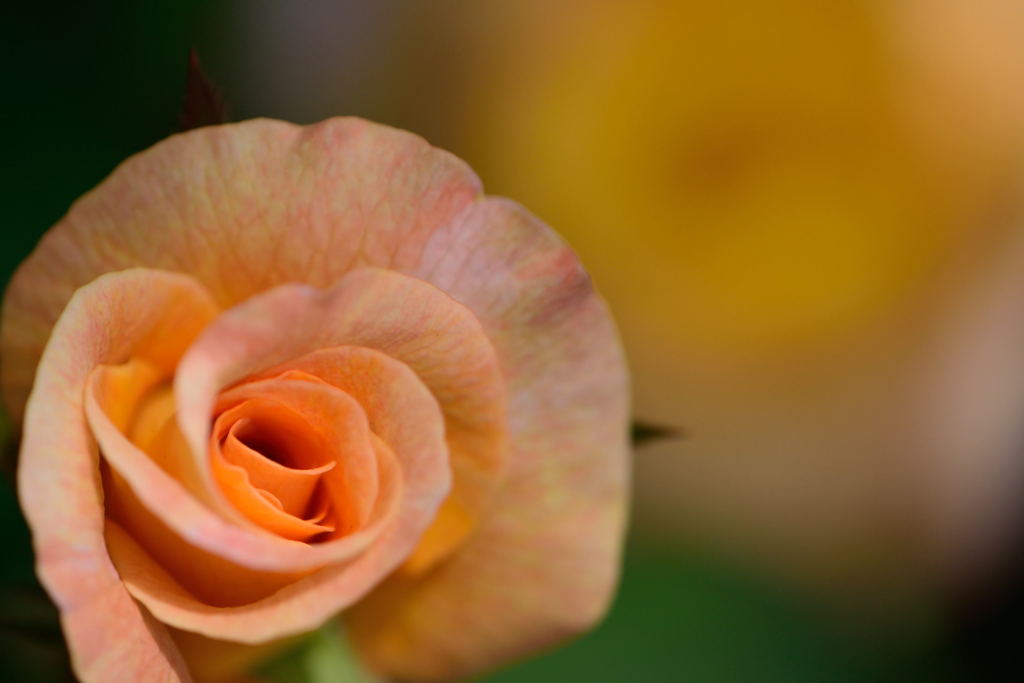 薔薇　アリゾナ