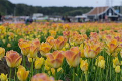 チューリップ　サーモンダイナスティー