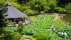 千葉公園　ハス池全景