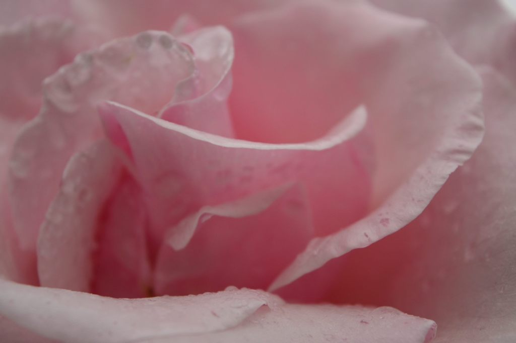 雨上がりの薔薇たち
