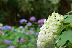 柏葉紫陽花