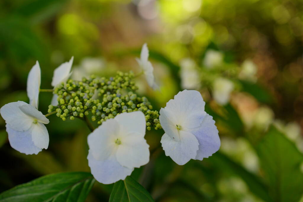 紫陽花初撮り