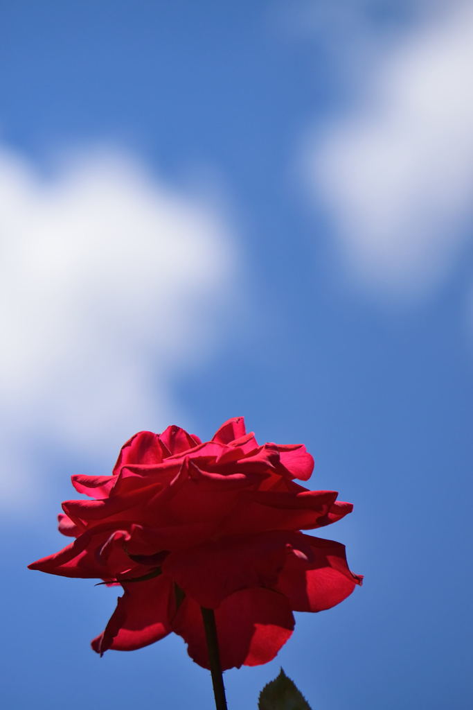 薔薇　カンデラブラ