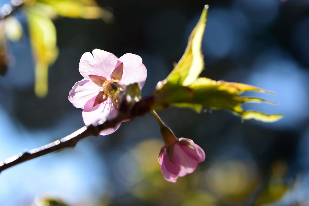 河津桜　１６