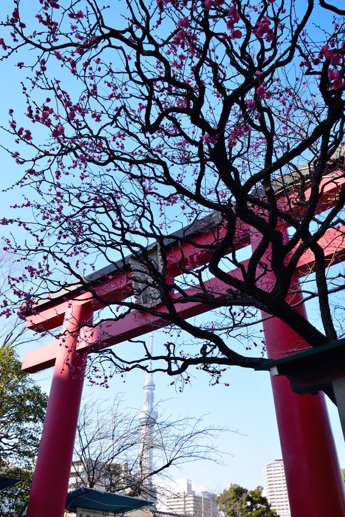 亀戸天神　梅まつり